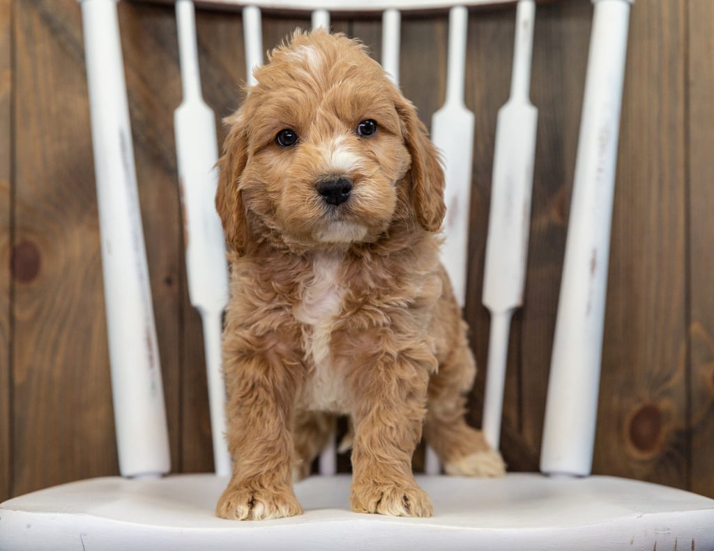 A picture of a Butters, one of our Mini Goldendoodles for sale