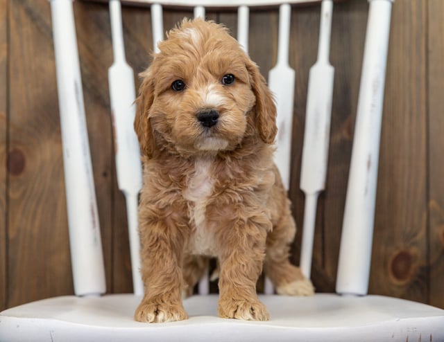 A picture of a Butters, a gorgeous Mini Goldendoodles for sale