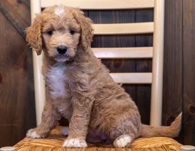 Yara is an F1B Goldendoodle that should have  and is currently living in Iowa