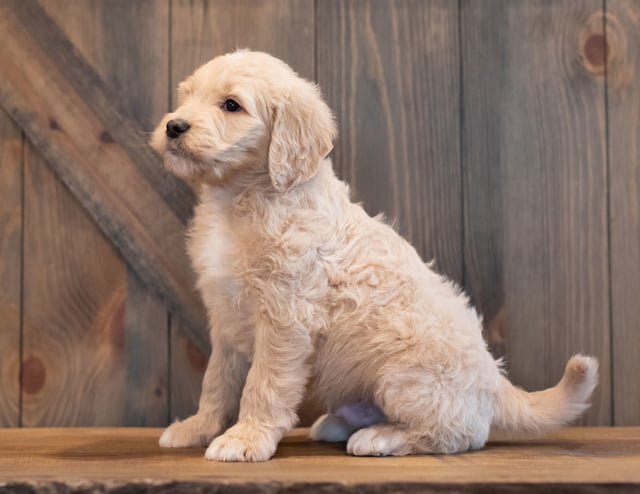 Ted came from Sassy and Scout's litter of F1 Goldendoodles