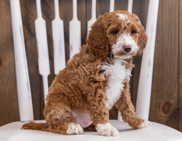 A picture of a Zoey, one of our Mini Irish Doodles puppies that went to their home in Iowa