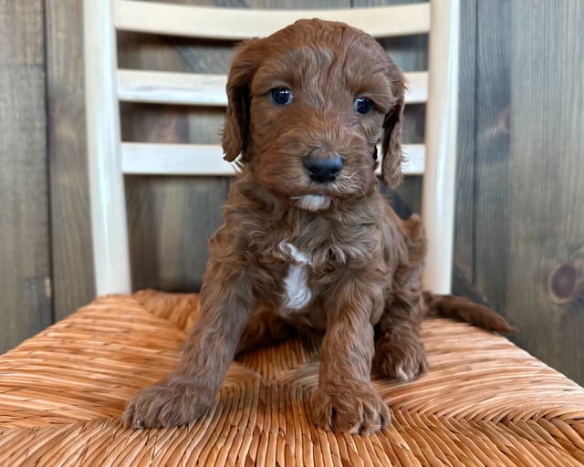 Pablo is an F1B Goldendoodle for sale in Iowa.