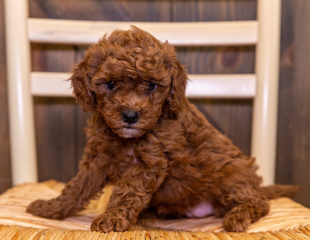 Ebi is an F1B Cavapoo that should have  and is currently living in Michigan