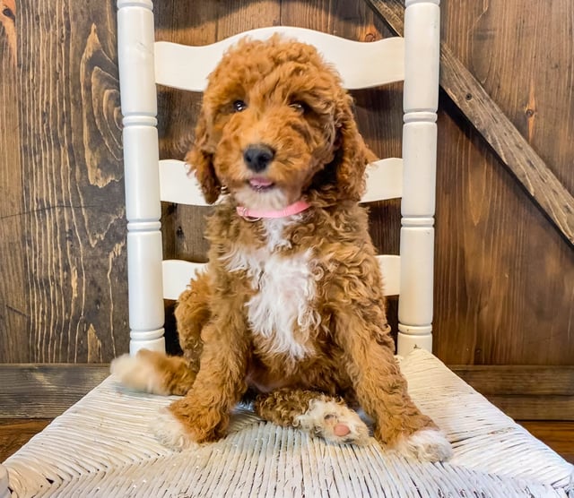 A picture of a Wanda, a gorgeous Mini Goldendoodles for sale