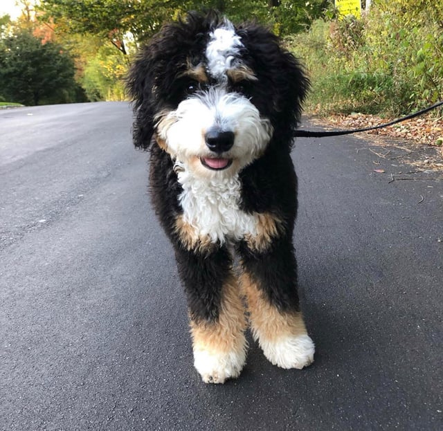 A litter of Mini Bernedoodles raised in Iowa by Poodles 2 Doodles