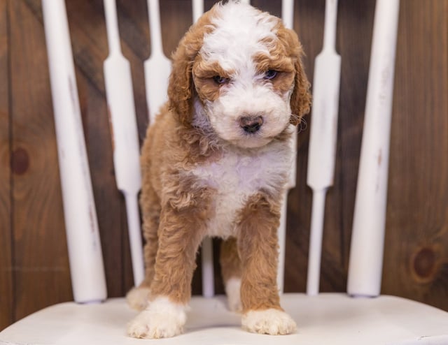 This litter of Goldendoodles are of the F1B generation.