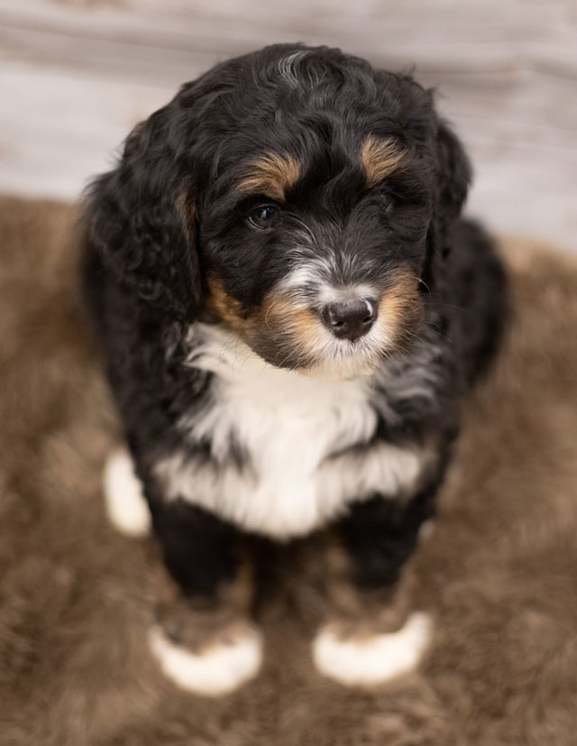 Iggy is an F1 Bernedoodle that should have  and is currently living in Missouri