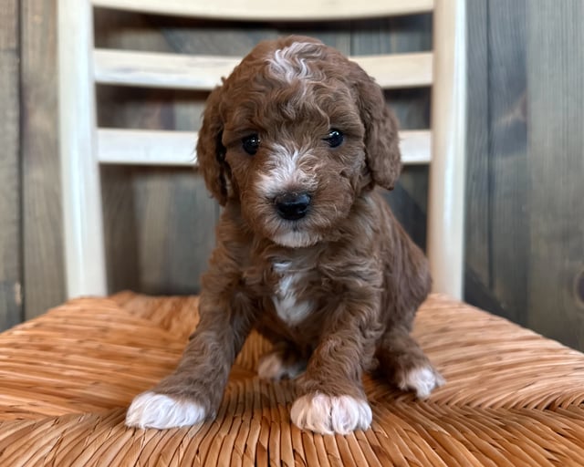 Olive is an F1BB Goldendoodle for sale in Iowa.