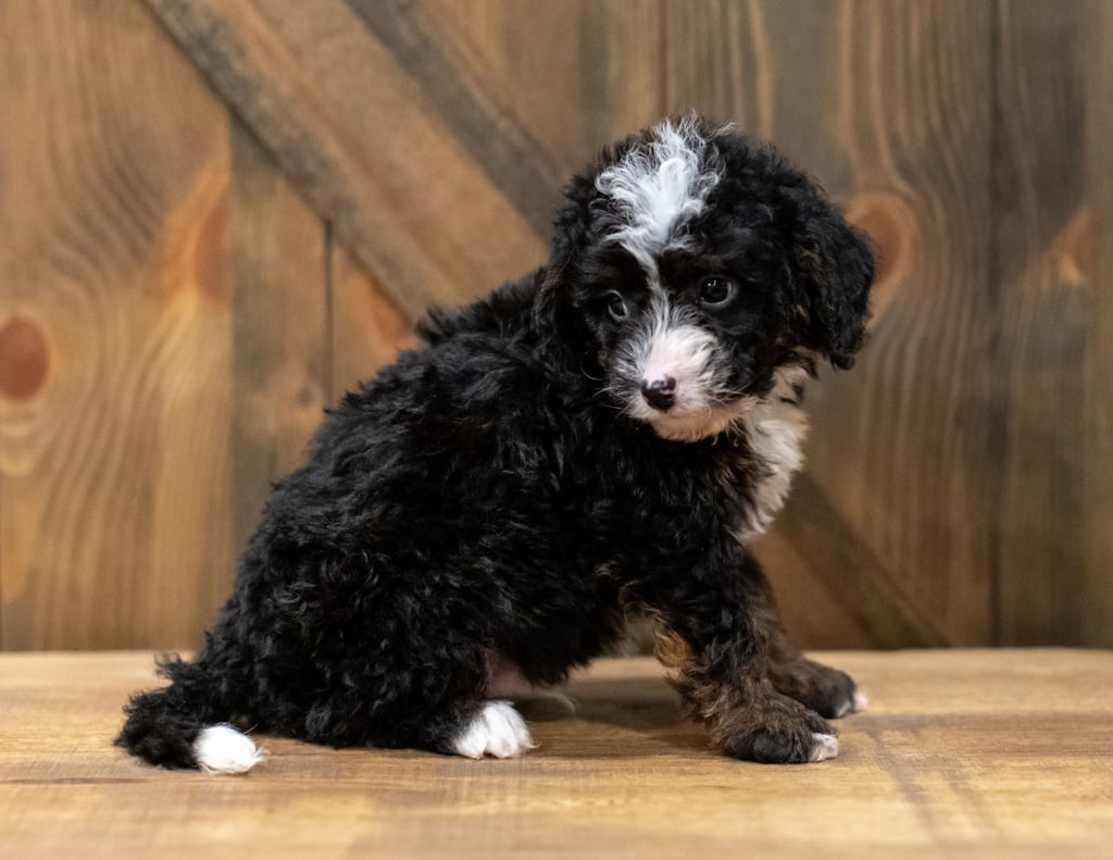Quin came from Willow and Grimm's litter of F1 Bernedoodles