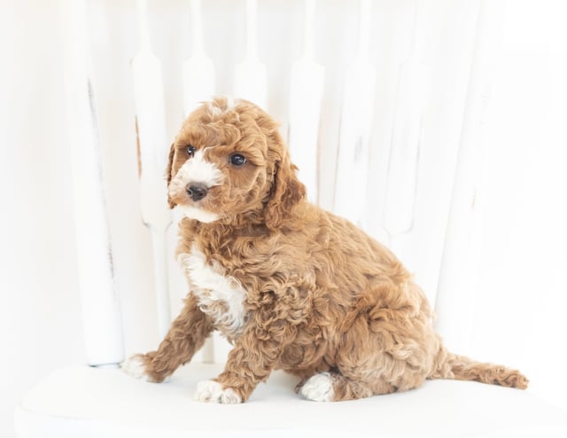 Miles is an F1B Goldendoodle that should have  and is currently living in Iowa