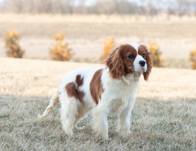 Daisy is an  King Charles Cavalier and a mother here at Poodles 2 Doodles, Sheepadoodle and Bernedoodle breeder from Iowa