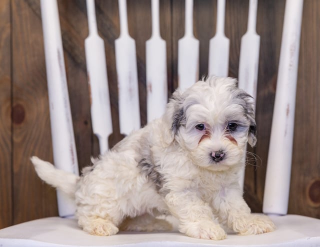 A picture of a Helga, one of our Mini Sheepadoodles puppies that went to their home in Massachusetts