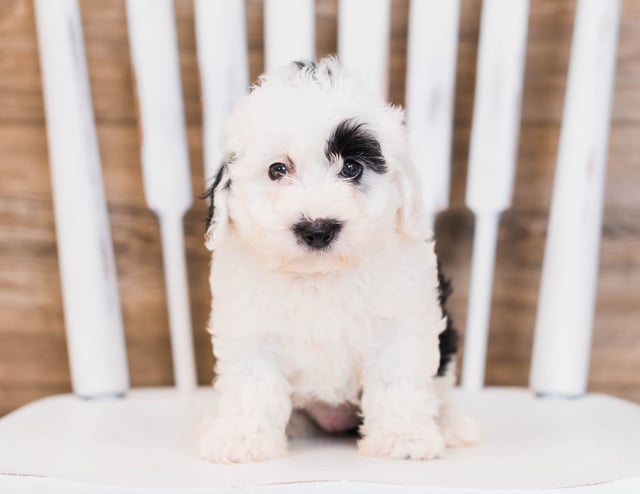 Babe is an F1 Sheepadoodle that should have  and is currently living in Georgia 