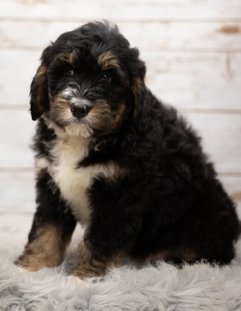 Iggy is an F1 Bernedoodle that should have  and is currently living in Missouri