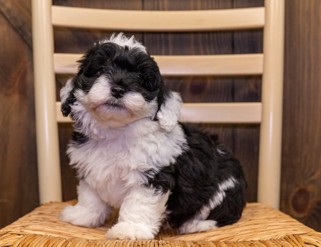 Anton is an F1 Bernedoodle that should have  and is currently living in Colorado