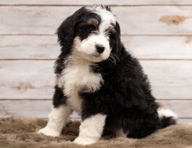 Another great picture of Izzy, a Bernedoodles puppy