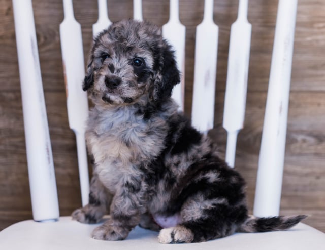 A picture of a Vana, one of our Mini Goldendoodles puppies that went to their home in Colorado 