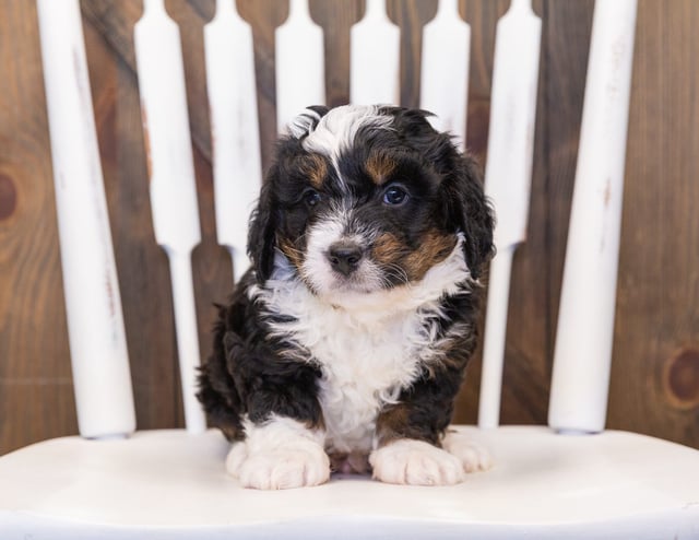 This litter of Bernedoodles are of the F1 generation.