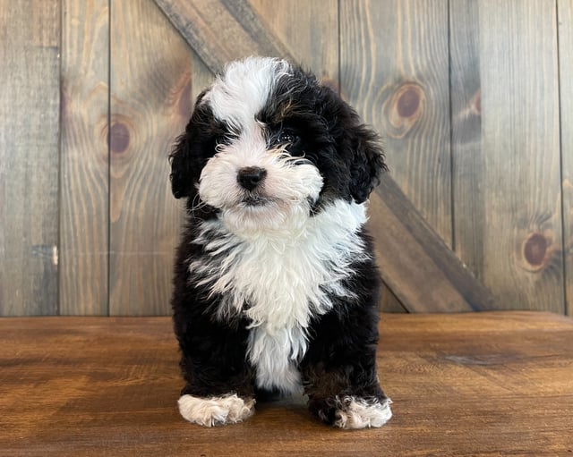 A picture of a Ava, one of our Standard Bernedoodles for sale