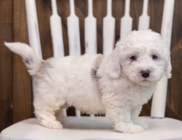 A picture of a Aspen, one of our  Sheepadoodles puppies that went to their home in Colorado