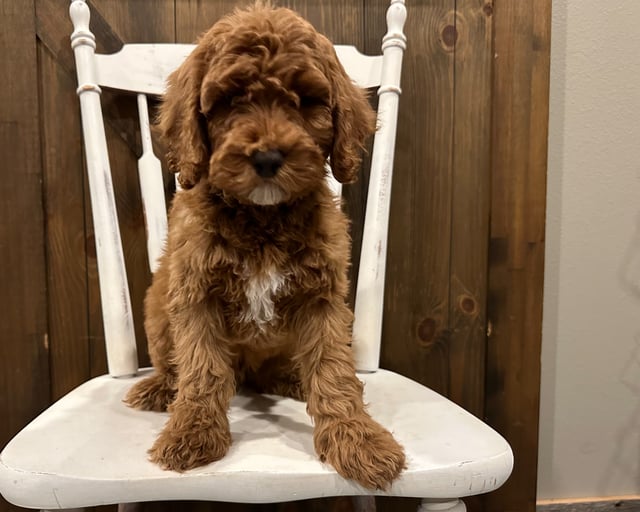 A picture of a Pablo, one of our Standard Goldendoodles puppies that went to their home in Iowa 