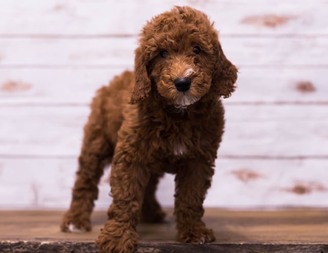 Ghost came from Berkeley and Reggie's litter of F1B Goldendoodles