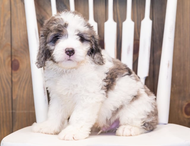 Manny is an F1 Bernedoodle that should have  and is currently living in Texas