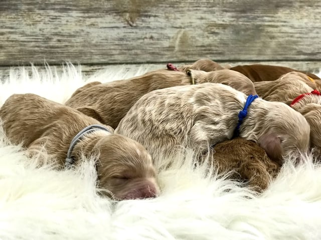 These Goldendoodles were bred by Poodles 2 Doodles in Iowa. Their mother is Tatum and their father is Teddy