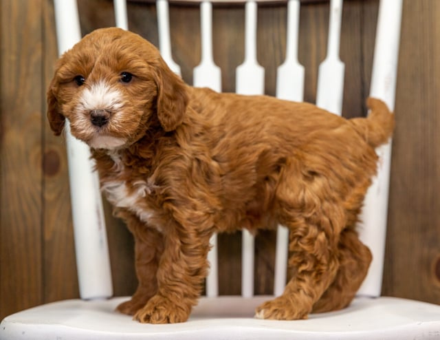 Cora came from Jazzy and Milo's litter of F1 Goldendoodles