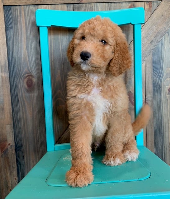 Ajay came from Ajay and Ajay's litter of  s