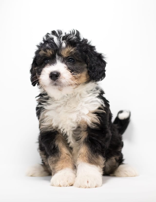 A picture of a Frodo, a gorgeous Mini Bernedoodles for sale