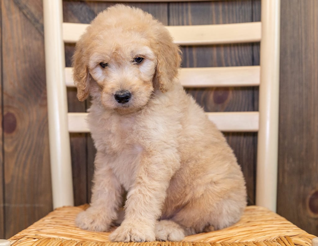 Quilt is an F1 Goldendoodle that should have  and is currently living in Iowa