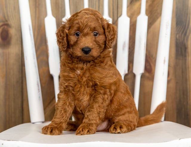 A litter of Mini Goldendoodles raised in Iowa by Poodles 2 Doodles