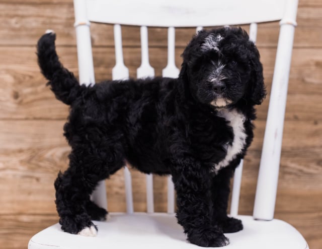 A picture of a Skip, one of our Standard Bernedoodles puppies that went to their home in California