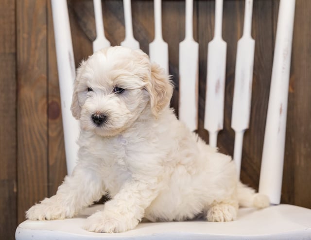 Hatchy is an F1B Sheepadoodle that should have  and is currently living in Nebraska