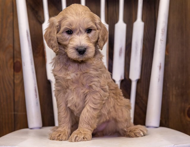 Tom came from Maci and Scout's litter of F1B Goldendoodles