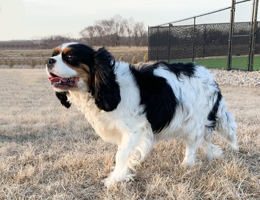 Bella is an  King Charles Cavalier and a mother here at Poodles 2 Doodles, Sheepadoodle and Bernedoodle breeder from Iowa