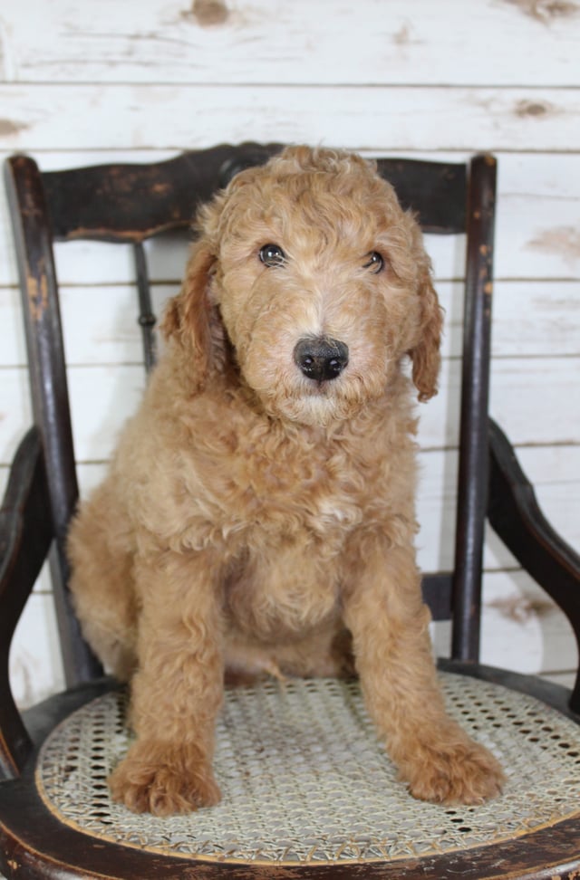 A picture of a Moose, one of our Mini Irish Goldendoodles puppies that went to their home in Minnesota