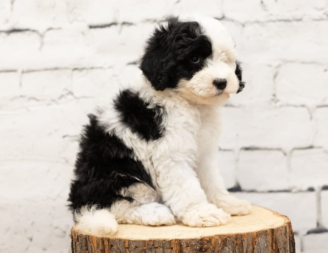 A picture of a Roxy, a gorgeous Mini Sheepadoodles for sale