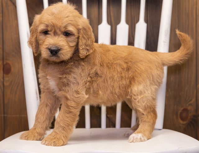 Sammy is an F1 Goldendoodle that should have  and is currently living in Kansas