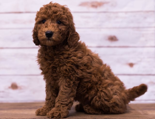 Gerry is an F1B Goldendoodle that should have  and is currently living in Minneapolis