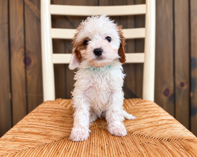 A picture of a Felicity, a gorgeous Petite Cavapoos for sale