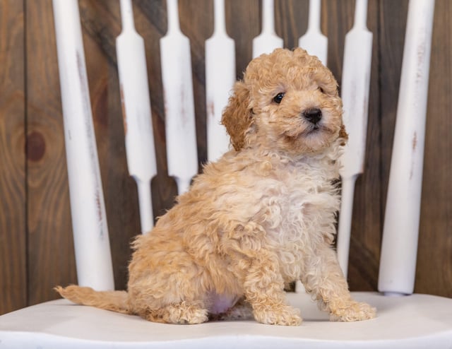 A picture of a Gia, one of our Mini Poodles puppies that went to their home in Illinois