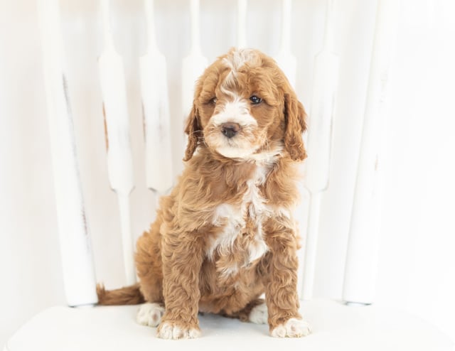 A picture of a Moxie, one of our Mini Goldendoodles puppies that went to their home in Nebraska