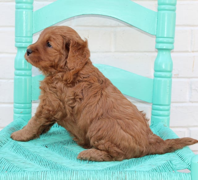 Petey came from Penny and Houston's litter of Multigen Australian Goldendoodles