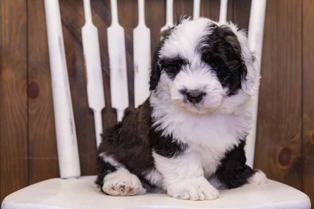 A picture of a Dakota, one of our Mini Sheepadoodles puppies that went to their home in Wisconsin