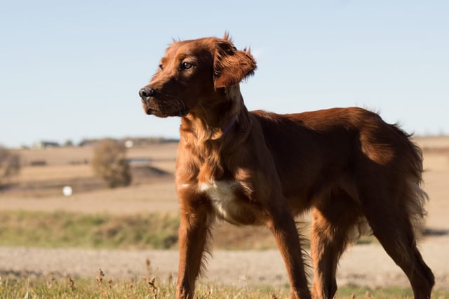 A picture of one of our Irish Setter mother's, Ginger.