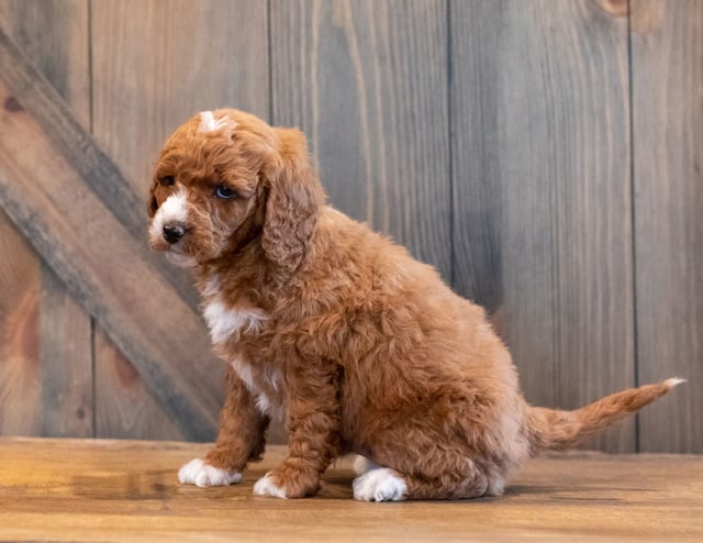 Harlen came from Harlen and Scout's litter of F1B Goldendoodles