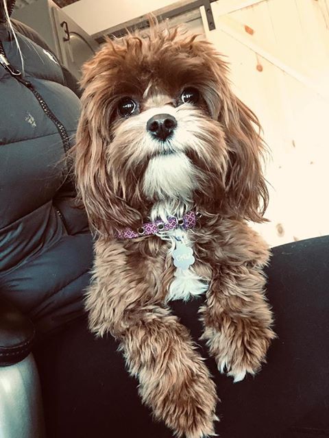 A picture of one of our Cavapoo mother's, Cali.