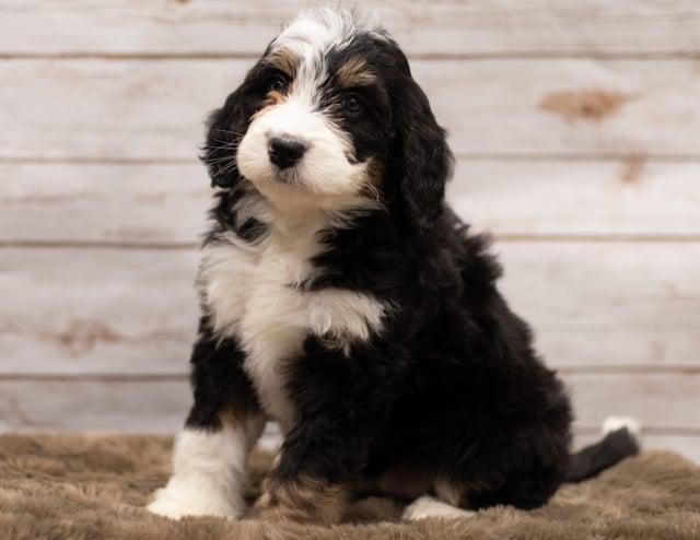 Ivy was born on 12/12/2018